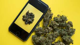 A smartphone against a yellow background, next to a pile of marijuana buds, with a marijuana bud on the phone's screen. | Kyrylo Vasyliev | Dreamstime.com