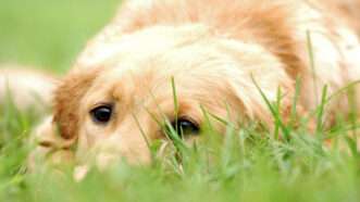 A Labrador retriever with its face in the grass. | Zhouzheng | Dreamstime.com