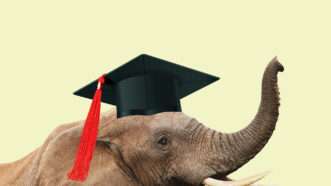 Elephant wearing a graduation cap. | Illustration: Lex Villena; Duncan Noakes